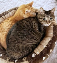 猫ベッドでまったりとくつろぐココロちゃん（画像提供：ココロさん）