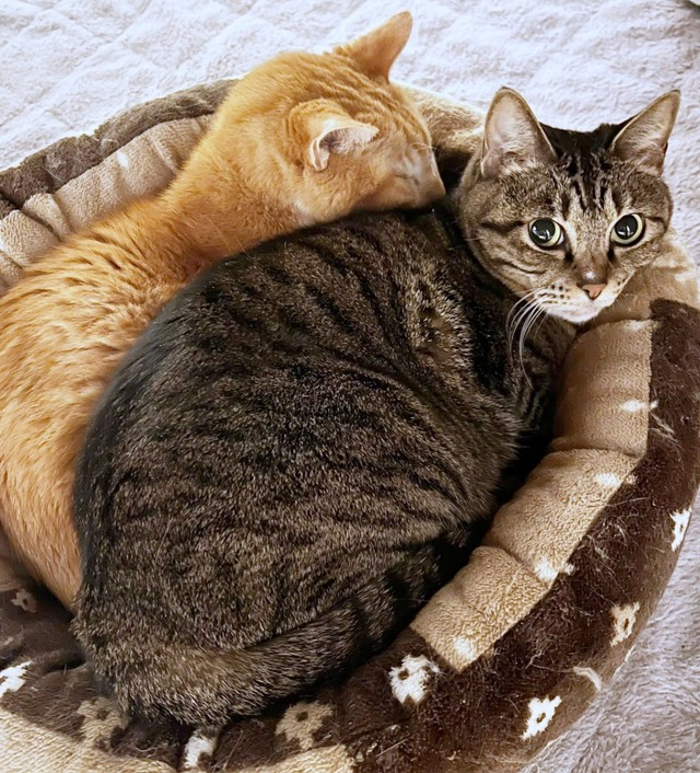 猫ベッドでまったりとくつろぐココロちゃん（画像提供：ココロさん）