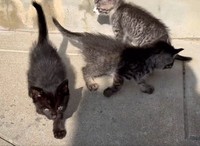 後日、捨てられていた段ボール箱の近くで新たに見つかった黒猫（「HirokA」さん提供、Xよりキャプチャ撮影）