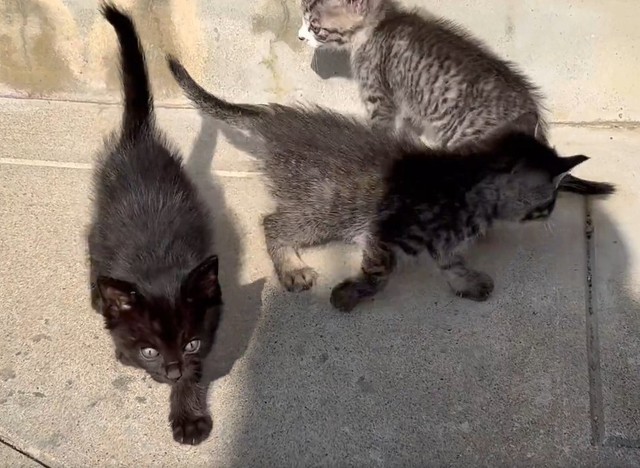 後日、捨てられていた段ボール箱の近くで新たに見つかった黒猫（「HirokA」さん提供、Xよりキャプチャ撮影）