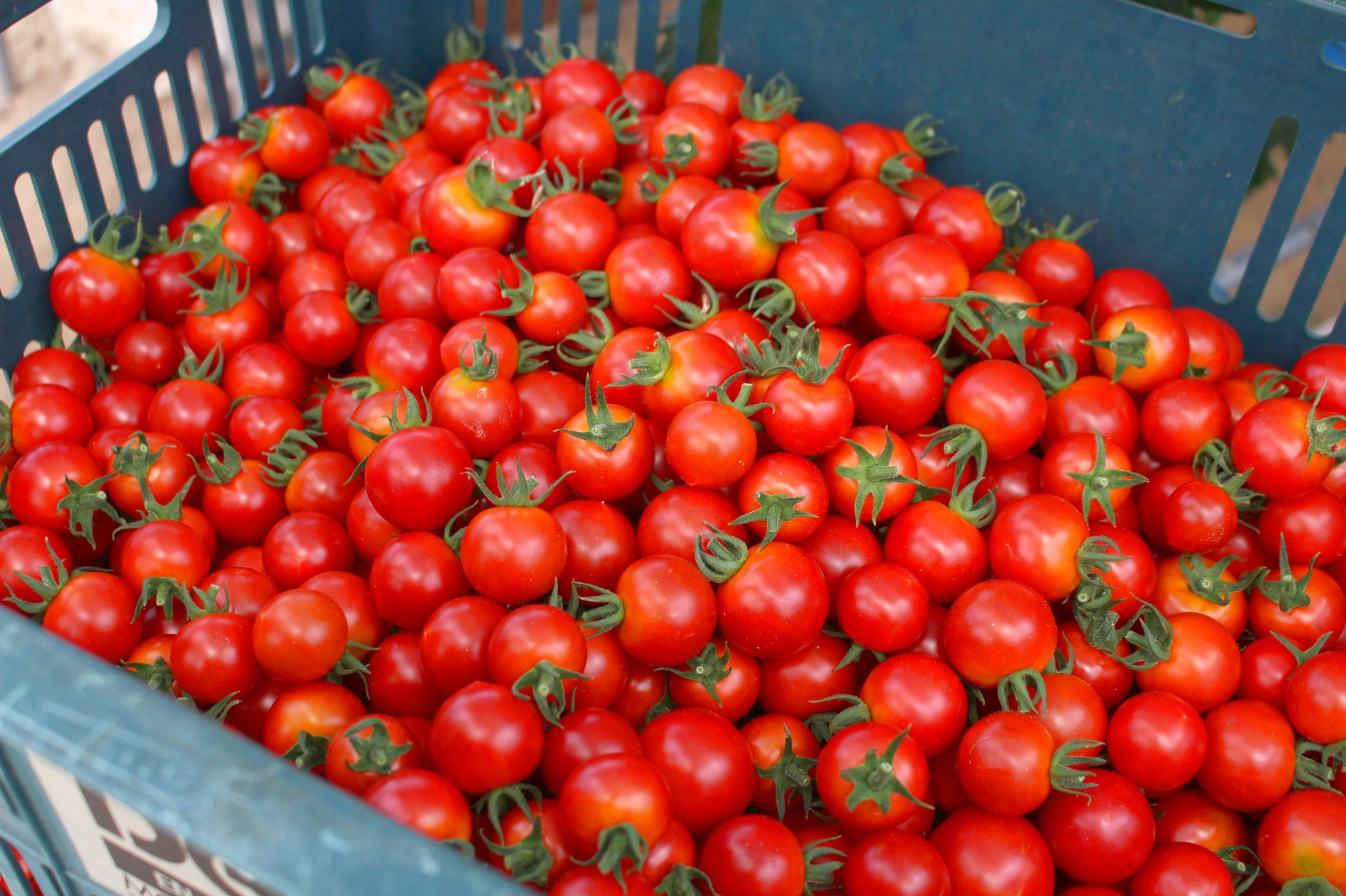 糖度10超えは醤油のおかげ 小豆島発 醤トマト 運送会社社長が栽培 ほ とせなnews