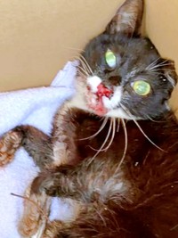 保護時、生死を彷徨う状態だった桜猫ちゃん（画像提供：アズエスミさん）