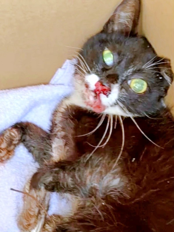 保護時、生死を彷徨う状態だった桜猫ちゃん（画像提供：アズエスミさん）