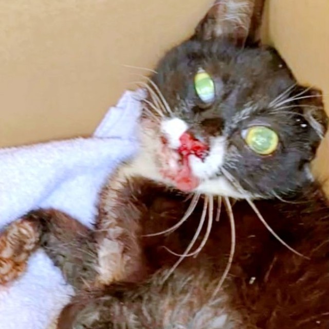 保護時、生死を彷徨う状態だった桜猫ちゃん（画像提供：アズエスミさん）