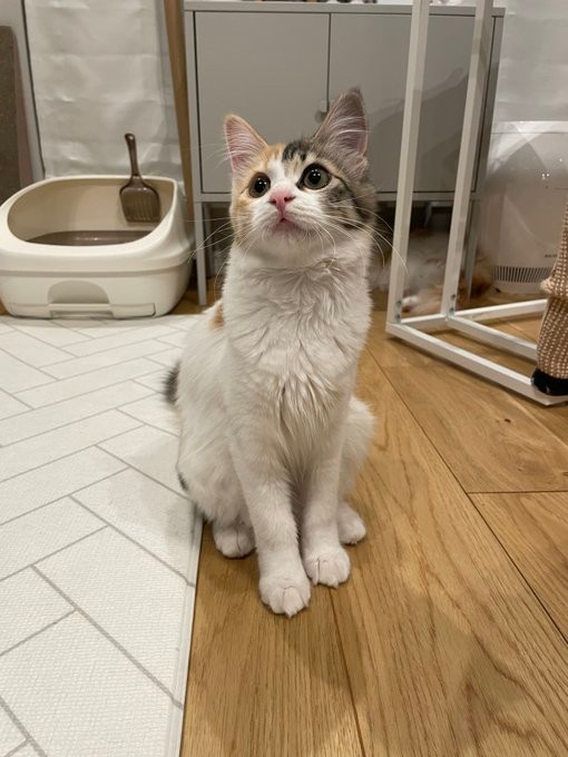 今の大きさ。ずいぶん成猫らしくなった＝ぽてこゆこめ+うなさん（@potechi_nikki）提供