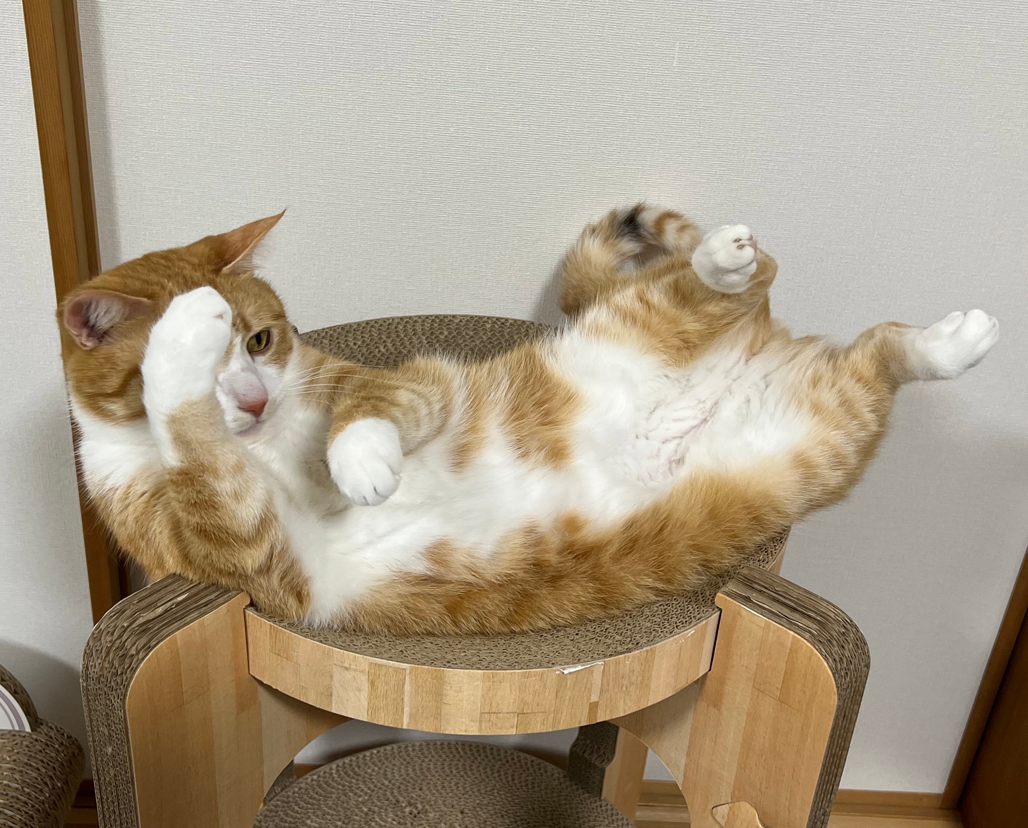 ネコチャンが咲く様子をご覧ください」猫が“開花”する奇跡の動画が話題