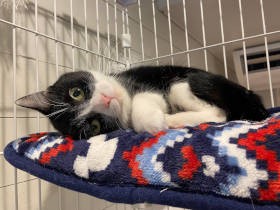 カフェの人気者、ハチワレ猫「さんちゃん」　出勤は気分次第、会えたらラッキー！