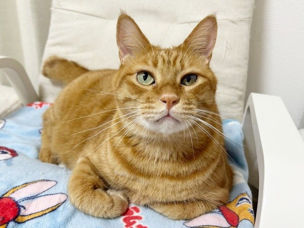 お気に入りの場所でくつろぐツナくん（画像提供：mmmさん）