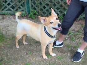 生後４日で託された子犬　哺乳瓶と先住犬に助けられて成長