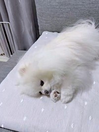 ピタリと止まったと思ったらーー眠そうなおもちちゃん（画像提供：ポメラニアンのおもちさん）