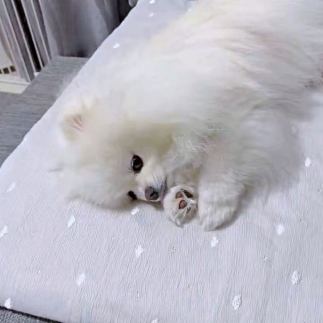 ピタリと止まったと思ったらーー眠そうなおもちちゃん（画像提供：ポメラニアンのおもちさん）