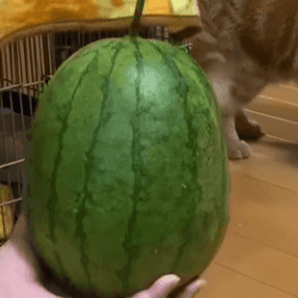 初めて見るスイカ／画像提供：飼い主さん