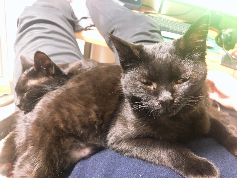 「２匹一緒におなかで寝ることも」（耕太さん提供）