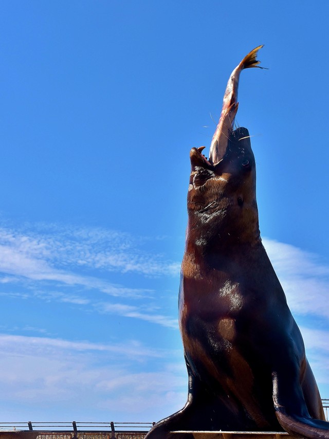 鮭は飲み物？トドショーは大人気です（おたる水族館提供）