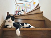 階段上でくつろぐ（上）ミアちゃん、（下）ダダくん（画像提供：マグルの猫さん）