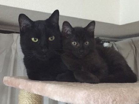 “暴君”ネロが、突然おとなに　猫の性格は猫が変える？