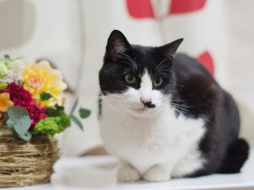 腎臓病が進む猫「ぽんた」　足取りふらつき、朝一番で病院へ（39）