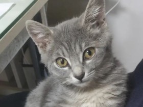 大騒動の末、初めて朝まで一緒に寝てくれた！　サバトラのミックス猫「リズ」