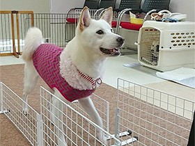 溝に落ちていた保護犬「丸太」、ただいまトレーニング中