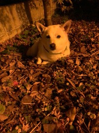 夜、散歩から帰ったらまた入った＝けもさん（@sokonron）提供