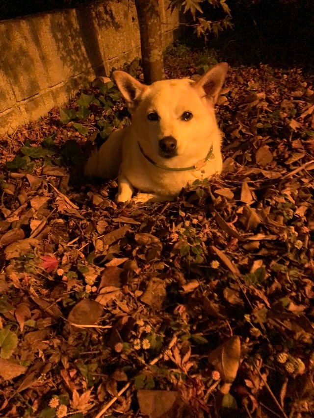 夜、散歩から帰ったらまた入った＝けもさん（@sokonron）提供