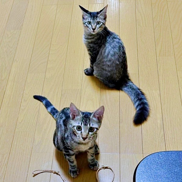 生後2カ月のひらりくん、ふわりちゃん（画像提供：とららさん）