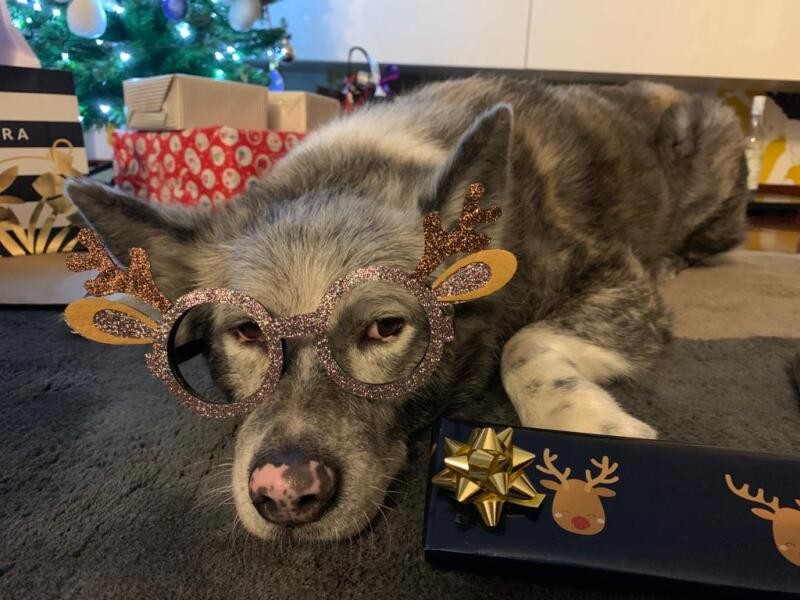 グレースの仲良し、秋田犬のサユリちゃんもクリスマスの飾りをつけられて不満げ。ブチャイクになっている