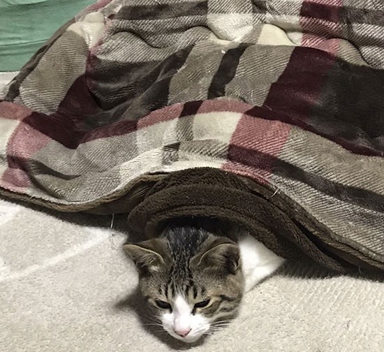 こたつであたたまるクッキー「しあわせ～」（千鶴代さん提供）