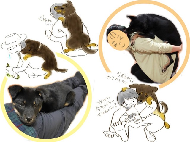 ニトラちゃんはおんぶが大好き。イラストは響さん作