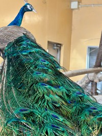 メスなのにオス特有の飾り羽が生えてきたインドクジャク／札幌市円山動物園（@marudou_fan）提供