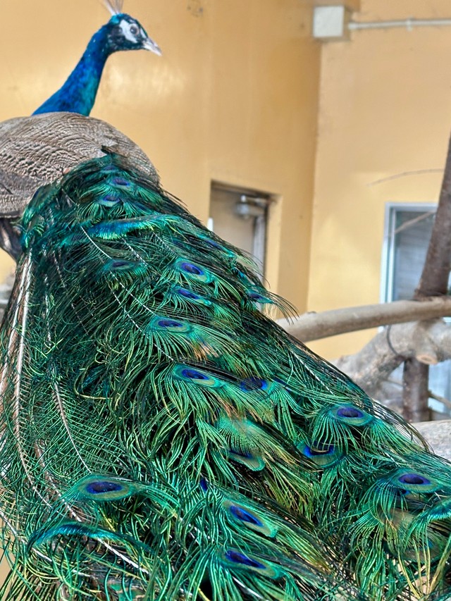 メスなのにオス特有の飾り羽が生えてきたインドクジャク／札幌市円山動物園（@marudou_fan）提供