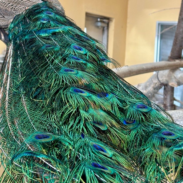 メスなのにオス特有の飾り羽が生えてきたインドクジャク／札幌市円山動物園（@marudou_fan）提供