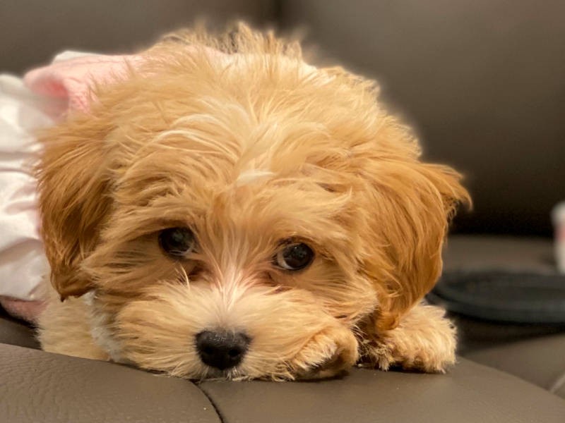 こちらをうかがうような表情（お母さん提供）