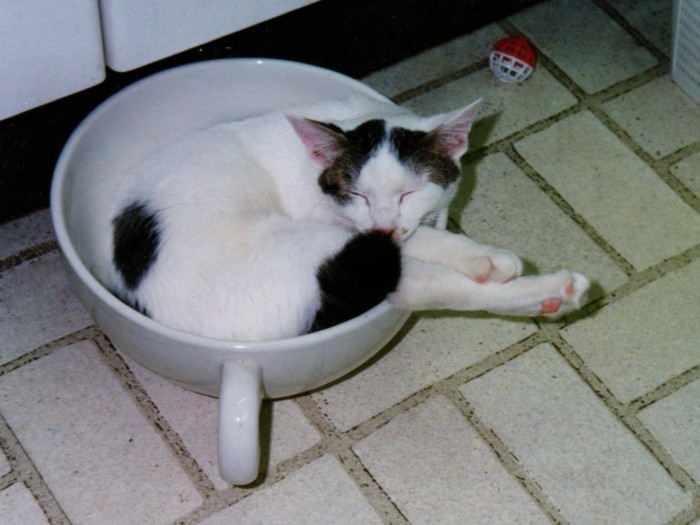 姉の買ってきた巨大ティーカップがお気に入り