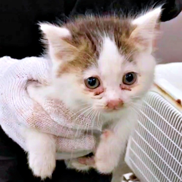 2024年5月、保護されたむぎちゃん（画像提供：あるくきくらげさん）