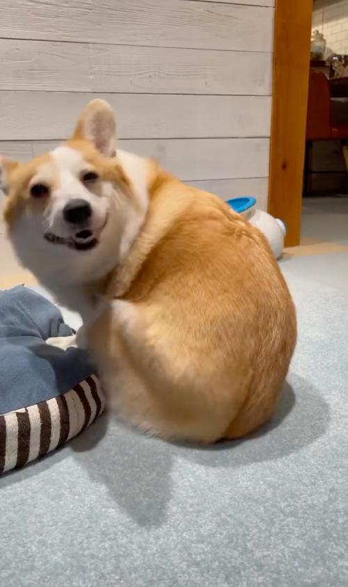 あ〜！届かない！！＝つむぎ＠コーギーさん（@corgi_tumugi）提供