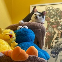 大好きな満天くんと一緒にタワー上でくつろぐ百ちゃん（画像提供：*ig*さん）