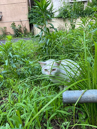 雨が降る日、台風の日、暑い日、寒い日、いつもたにゃが気がかりだった（たにゃパパさん提供）