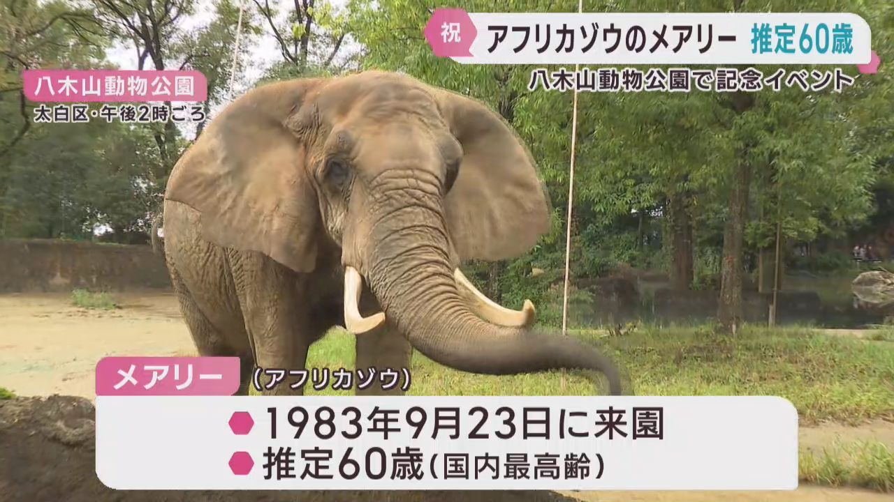 国内最高齢のアフリカゾウ・メアリー　推定６０歳のお祝い　仙台・八木山動物公園