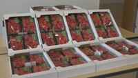 美作市の美作農園のイチゴ100パック