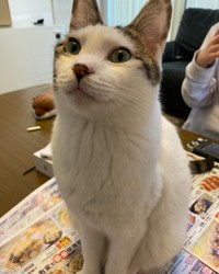 ママ～、遊んでにゃ！とチラシの上に乗る