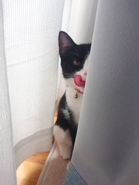 舌といい表情といい最高の１枚（提供：つよいねこさん）