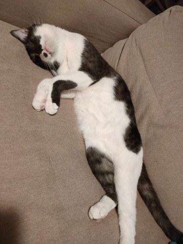 「寝ながら誘う」思わずおじニャンがぱちり（愛子さん提供）