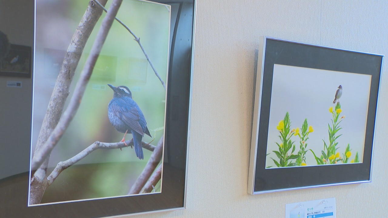 一瞬の輝き 野鳥たちを身近に感じて 日本野鳥の会が写真展 岡山市で5月16日まで Ksbニュース Ksb瀬戸内海放送