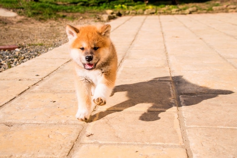生後６週目。走りだしました　『秋田犬のおやこ』より　（酒巻洋子　写真・文　/ 翔泳社 )
