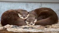 普段から一緒にお昼寝するそう　写真提供：周南市徳山動物園