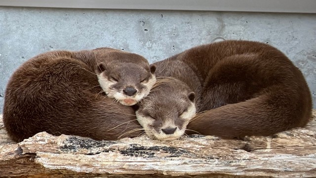 普段から一緒にお昼寝するそう　写真提供：周南市徳山動物園