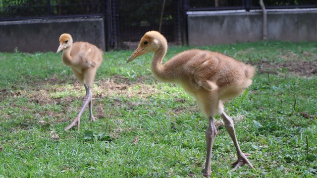 タンチョウのヒナの名前を大募集　岡山後楽園