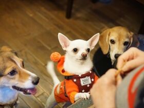 多頭崩壊から救出されたチワワ　苦手だった屋外にもなれて散歩やカフェを楽しむ日々