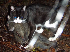 世界遺産めざす奄美大島　野生化した猫「ノネコ」捕獲へ